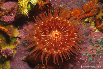Red Sea anemone Alaska