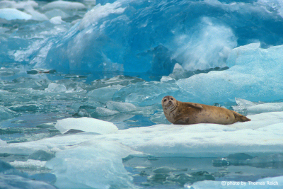 Seal on ice floe in Alaksa, USA