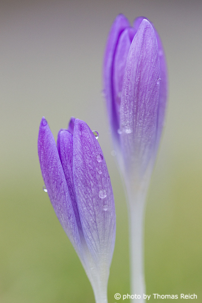 Crocuses with water drops