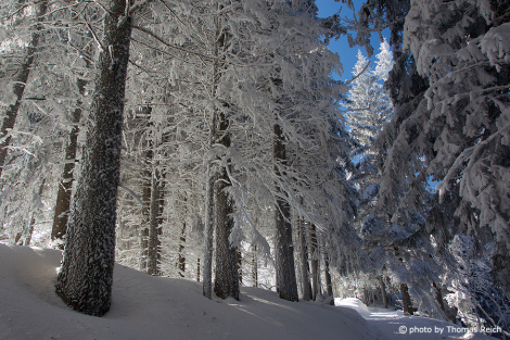 Tannen Winterwald mit blauem Himmel