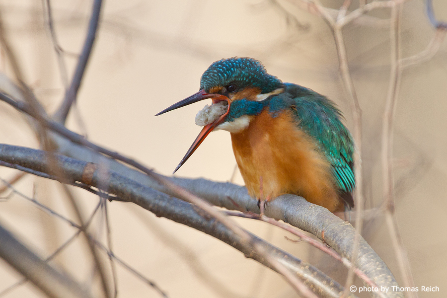 Common Kingfisher choking out pellets