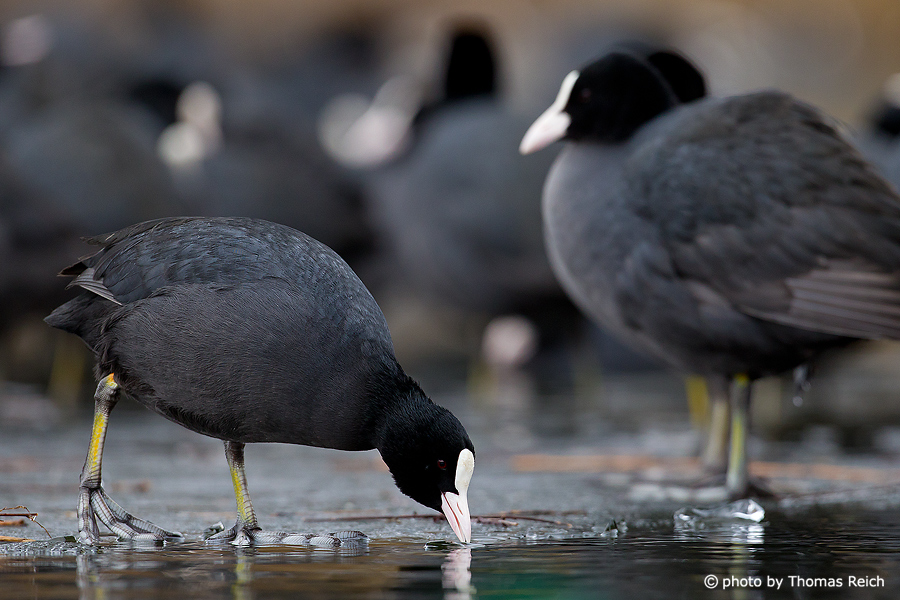 Eurasian Coots standing on ice