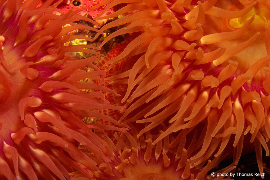 Sea anemone Alaska