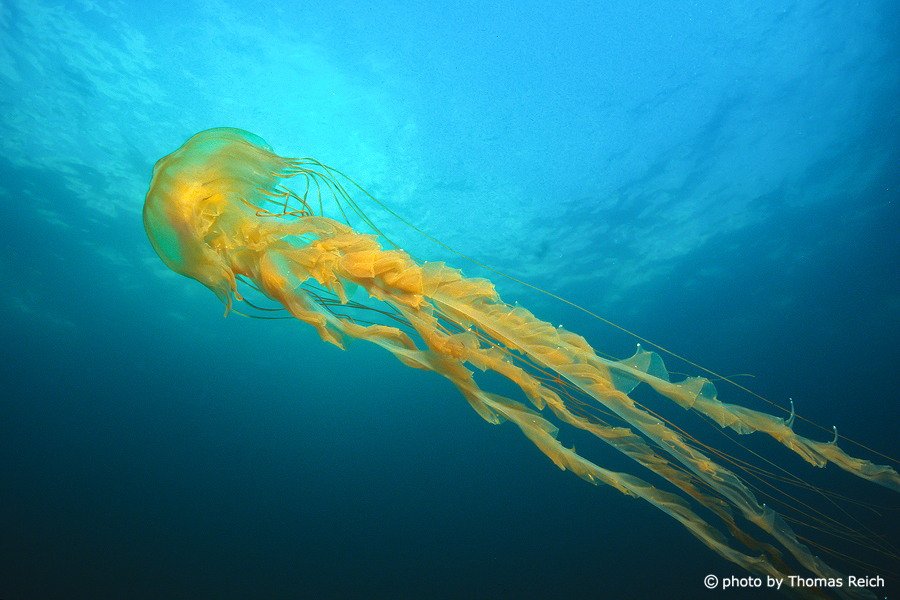 Jellyfish underwater Alaska