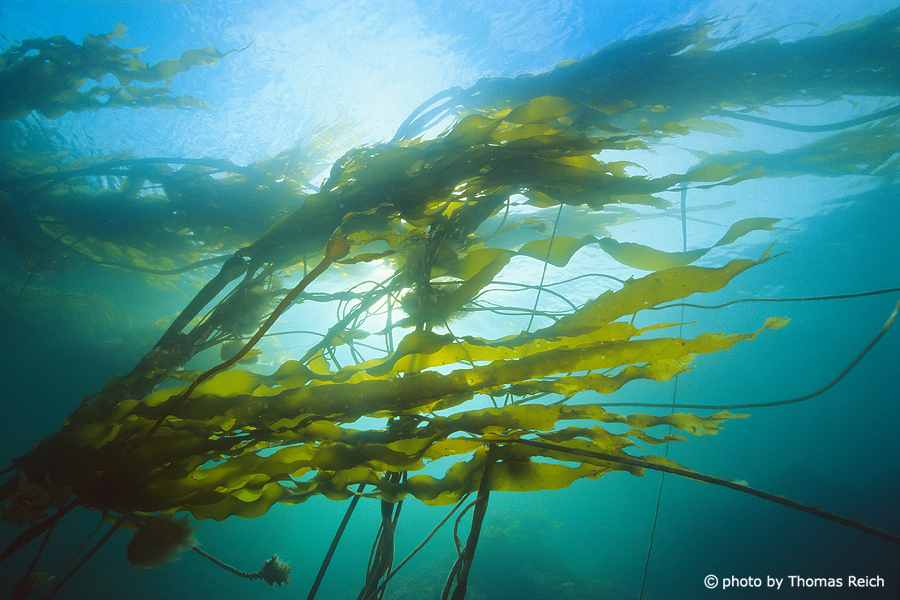 Kelp underwater Alaska