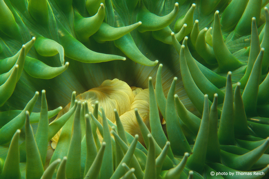 Green sea anemone Alaska