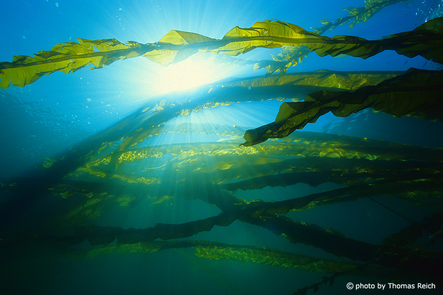Tauchen in Kelp Unterwasser Alaska