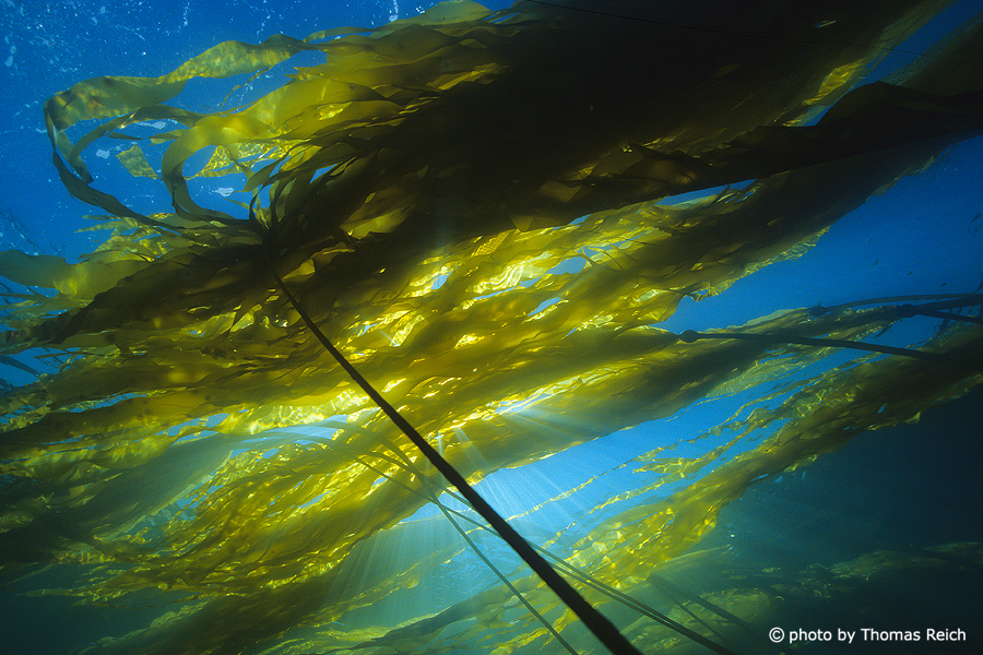 Kelp underwater Alaska diving