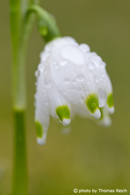 Spring snowflake with rain drops, Leucojum vernum