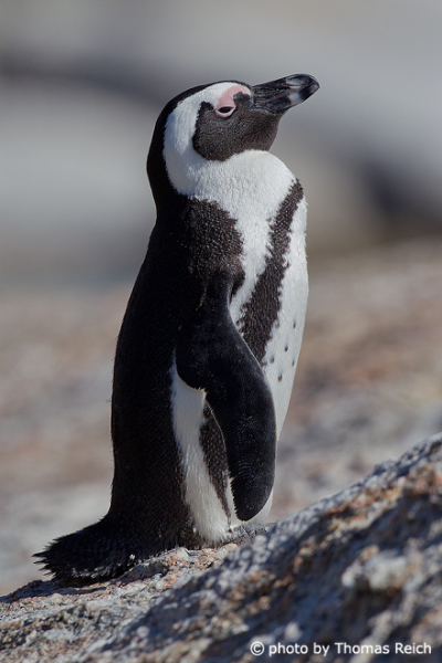 African Penguin beak