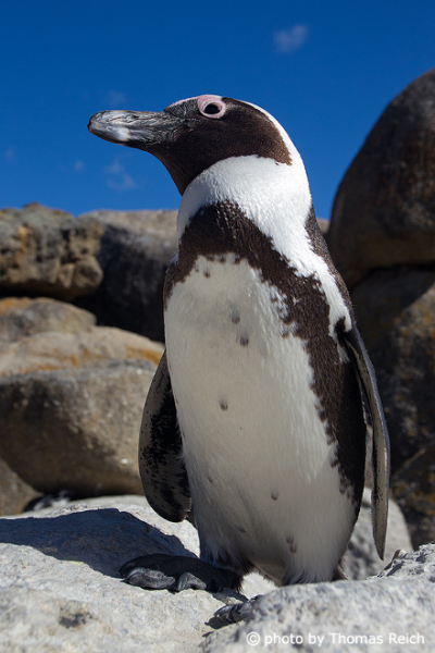 African Penguin appearance