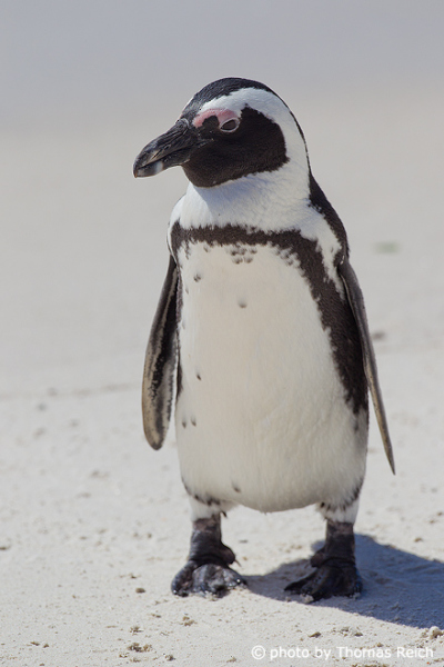 African Penguin body