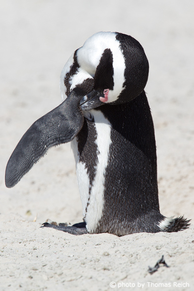 African Penguin plumage care