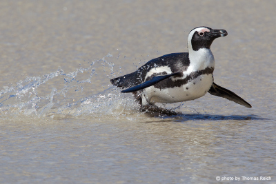 African Penguin life style