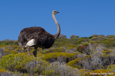 Common Ostrich in South Africa