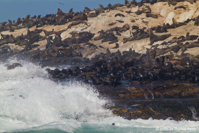 Cape fur seals on Seal Island, False Bay