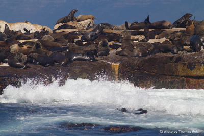 Südafrikanischer Seebären Männchen und Weibchen