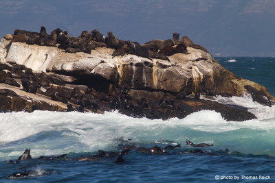 Robben Seal Island Südafrika