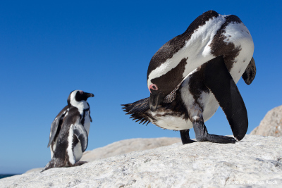 African Penguin standing on rocks