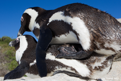 Mating of African Penguins