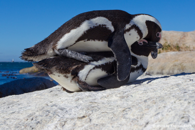Mating African Penguins