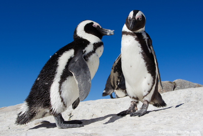 African Penguin courting