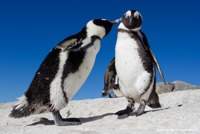 African Penguin courtship ritual