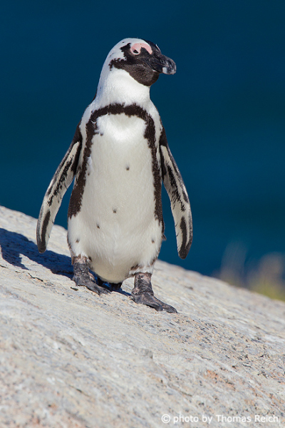 African Penguin Height