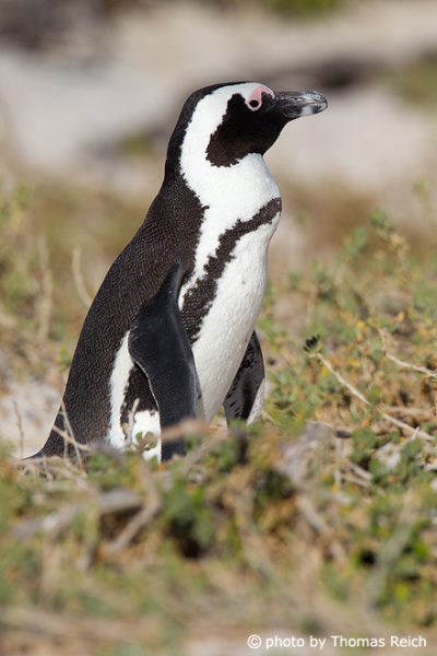 African Penguin body shape