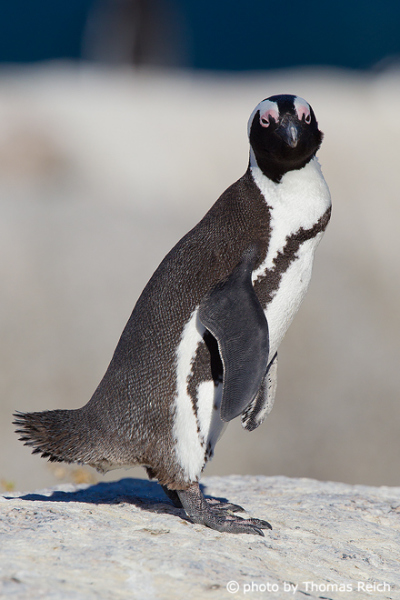 African Penguin natural habitat