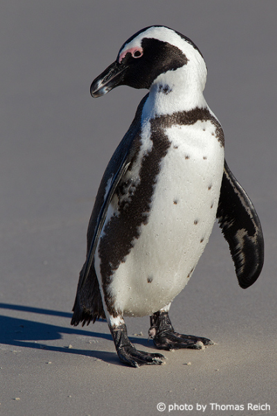Cape penguin, Cape Town