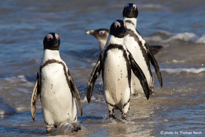Penguins Boulders Beach South Africa