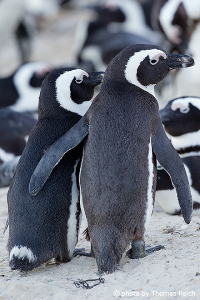 Colony of African penguins