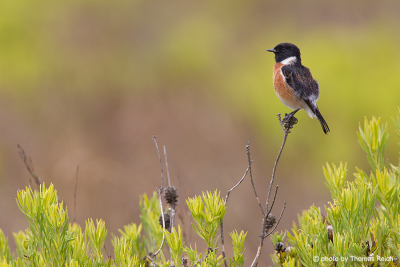African Stonechat bird appearance