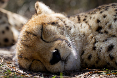 Sleeping Cheetah in Afrika