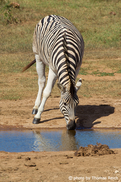 Plains Zebra legs