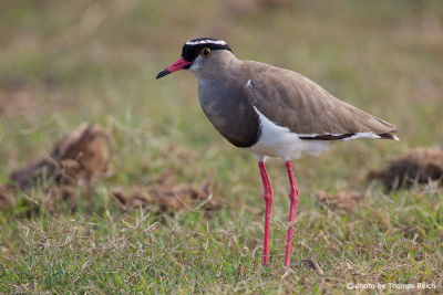 Crowned Lapwing appearance