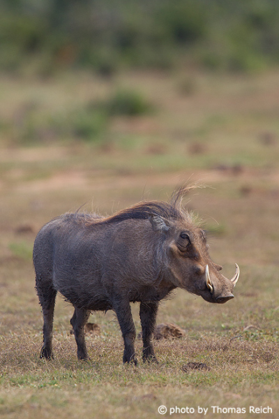 Warzenschwein in der Savanne Afrikas