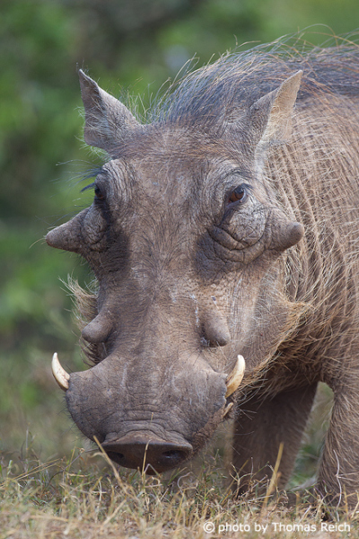 Common Warthog head