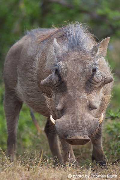 Common Warthog animal