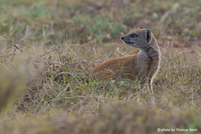 Fuchsmanguste Lebensraum Afrika