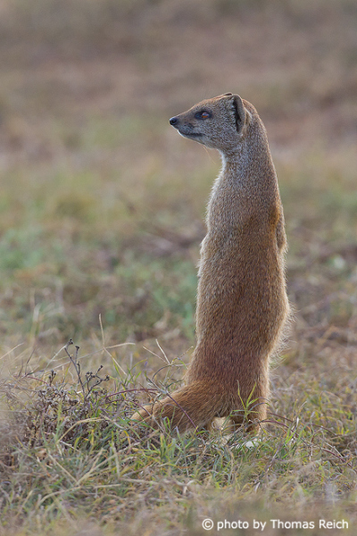Yellow Mongoose South Africa