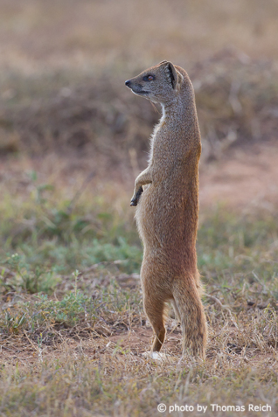 Yellow Mongoose standing on hind legs