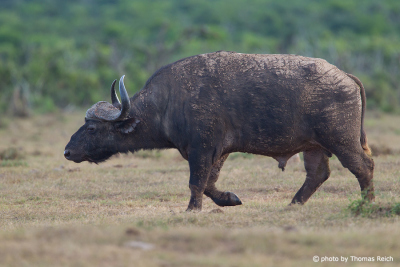 African Buffalo in South Africa