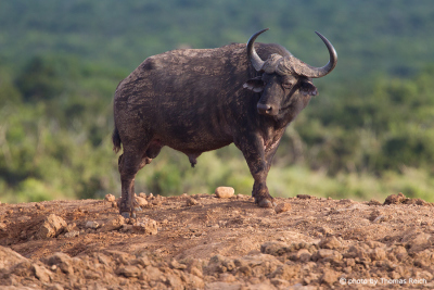 Kaffernbüffel Horn Afrika