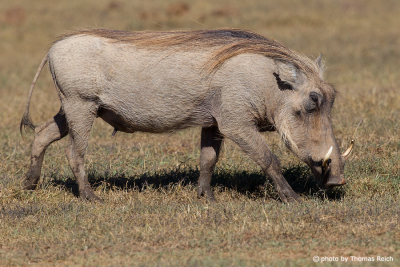 Common Warthog weight