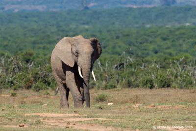 Appearance African Bush Elephant