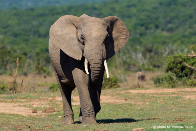 African Bush Elephant tusks