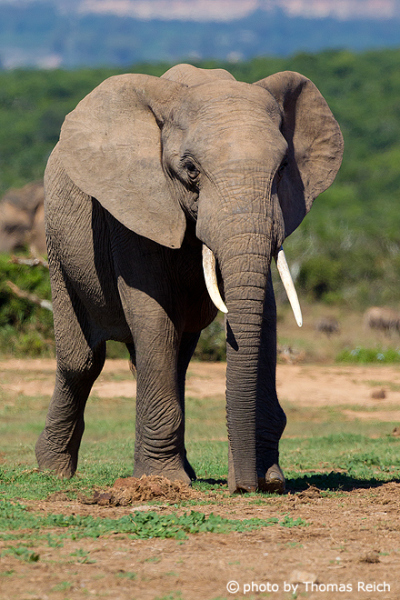 Habitat of African Bush Elephant