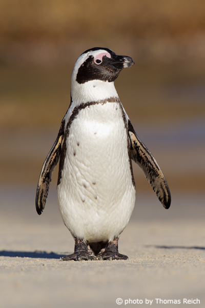 Pinguin Boulders Beach Südafrika